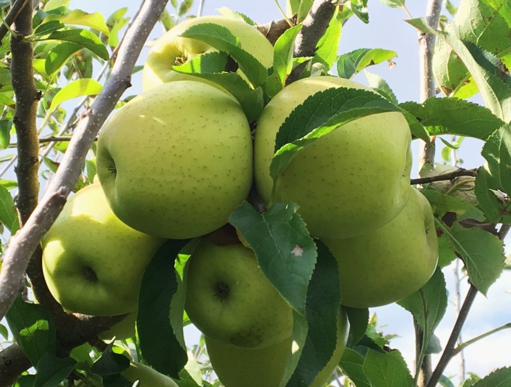 Golden Delicious apples on the tree