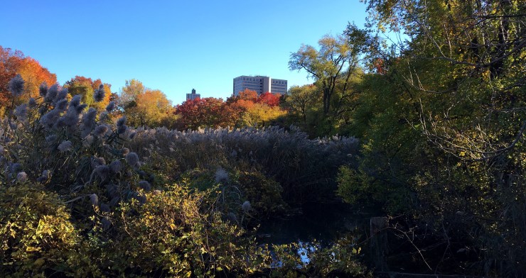 Fall foliage in Forest Hills, New York on Willow Lake Preserve Trail