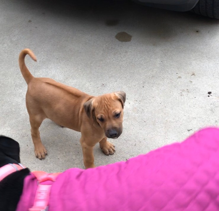 Rhodesian Ridgeback puppy